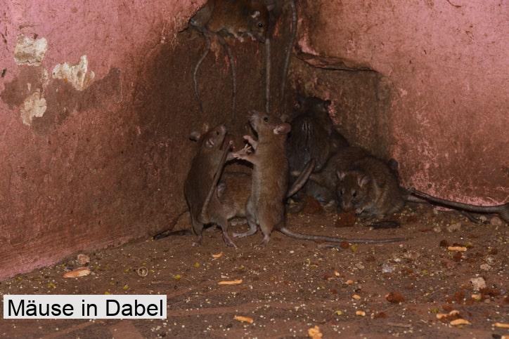 Mäuse in Dabel